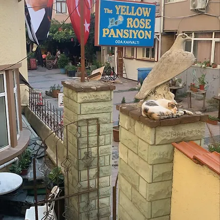 Yellow Rose